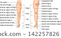 Lower Limb Anatomy: Anatomical regions of the thigh, knee, lower leg, ankle, and foot. (English) 142257826