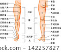 Lower Limb Anatomy: Anatomical Regions of the Thigh, Knee, Lower Leg, Ankle, and Foot (Japanese) 142257827
