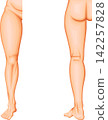 Lower extremity anatomy: Anatomical regions of the thigh, knee, lower leg, ankle, and foot. 142257828
