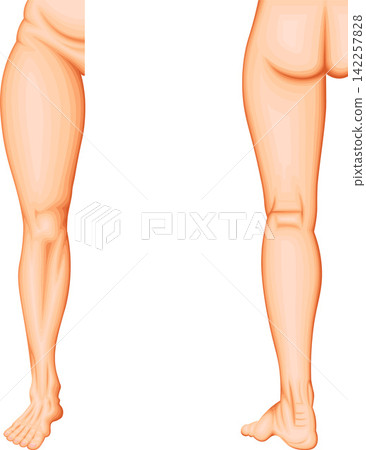 Lower extremity anatomy: Anatomical regions of the thigh, knee, lower leg, ankle, and foot. Lower extremity anatomy: Anatomical regions of the thigh, knee, lower leg, ankle, and foot. 142257828