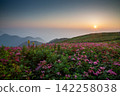 Sunrise and flower fields at the summit of Mt. Ibuki 142258038