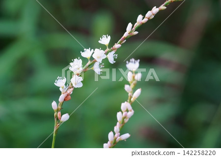 白花sakuratade花 白花sakuratade花 142258220