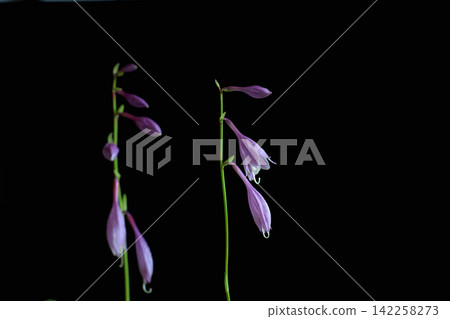 A delicate hosta flower against a black background. A delicate hosta flower against a black background. 142258273