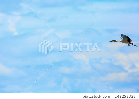 Asian Openbill Stork Flying Gracefully in Blue Sky with White Clouds Asian Openbill Stork Flying Gracefully in Blue Sky with White Clouds 142258325