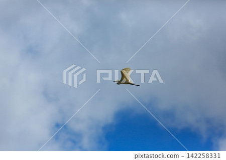 Asian Openbill Stork Flying Gracefully in Blue Sky with White Clouds Asian Openbill Stork Flying Gracefully in Blue Sky with White Clouds 142258331