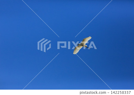 Asian Openbill Stork Flying Gracefully in Blue Sky with White Clouds Asian Openbill Stork Flying Gracefully in Blue Sky with White Clouds 142258337