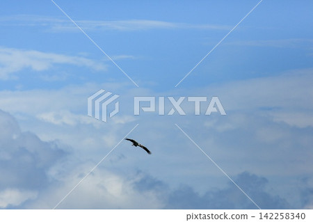 Asian Openbill Stork Flying Gracefully in Blue Sky with White Clouds Asian Openbill Stork Flying Gracefully in Blue Sky with White Clouds 142258340