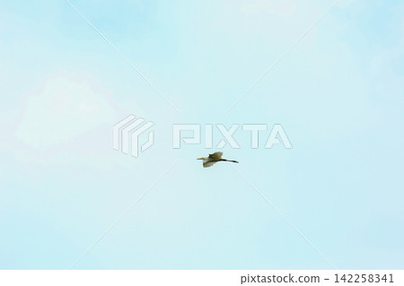 Asian Openbill Stork Flying Gracefully in Blue Sky with White Clouds Asian Openbill Stork Flying Gracefully in Blue Sky with White Clouds 142258341