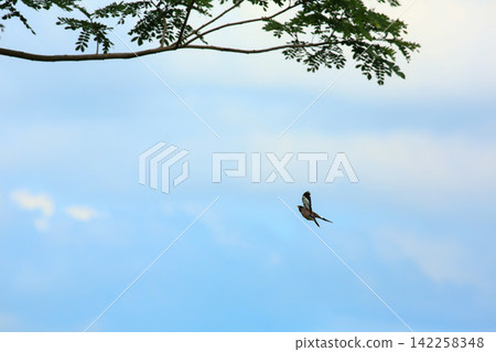 Asian Openbill Stork Flying Gracefully in Blue Sky with White Clouds Asian Openbill Stork Flying Gracefully in Blue Sky with White Clouds 142258348