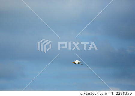 Asian Openbill Stork Flying Gracefully in Blue Sky with White Clouds Asian Openbill Stork Flying Gracefully in Blue Sky with White Clouds 142258350