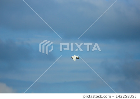 Asian Openbill Stork Flying Gracefully in Blue Sky with White Clouds Asian Openbill Stork Flying Gracefully in Blue Sky with White Clouds 142258355