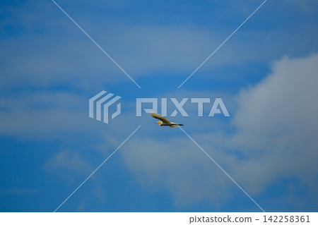 Asian Openbill Stork Flying Gracefully in Blue Sky with White Clouds Asian Openbill Stork Flying Gracefully in Blue Sky with White Clouds 142258361