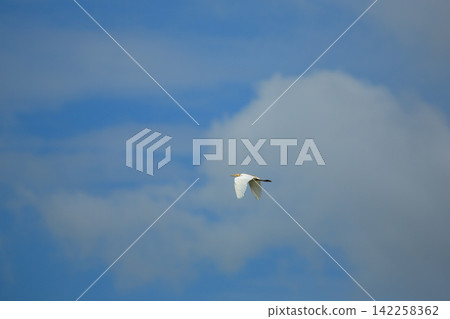 Asian Openbill Stork Flying Gracefully in Blue Sky with White Clouds Asian Openbill Stork Flying Gracefully in Blue Sky with White Clouds 142258362