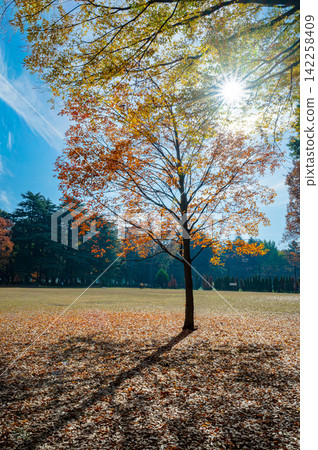 金田公園的秋葉樹 金田公園的秋葉樹 142258409