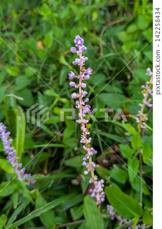 The blue-purple flowers of the liriope peeking out from the grass. The blue-purple flowers of the liriope peeking out from the grass. 142258434