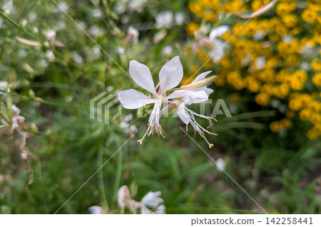 白蝶花(Gaura)的嬌嫩白色花朵 白蝶花(Gaura)的嬌嫩白色花朵 142258441