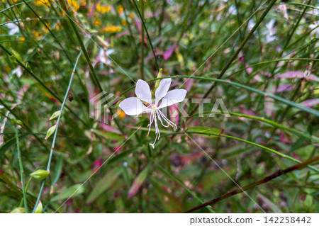 白蝶花(Gaura)的嬌嫩白色花朵 白蝶花(Gaura)的嬌嫩白色花朵 142258442