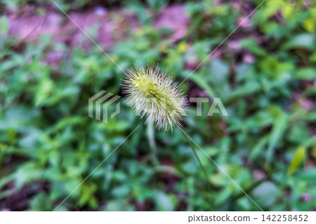 一株狗尾草（Setaria viridis） 142258452