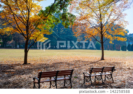 金田公園的秋葉在藍天的襯托下格外醒目。 金田公園的秋葉在藍天的襯托下格外醒目。 142258588