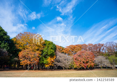金田公園的秋葉在藍天的襯托下格外醒目。 142258589