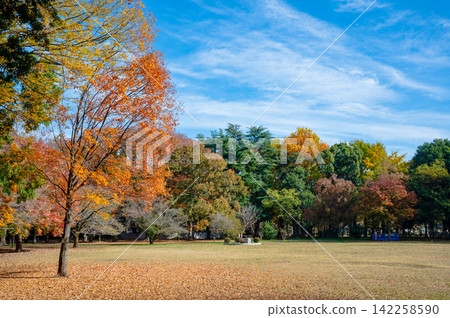 金田公園的秋葉在藍天的襯托下格外醒目。 金田公園的秋葉在藍天的襯托下格外醒目。 142258590