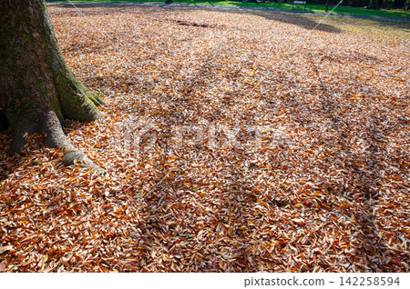 金田公園的秋葉在藍天的襯托下格外醒目。 金田公園的秋葉在藍天的襯托下格外醒目。 142258594