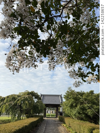 盛夏的清晨，白紫薇花裝飾著善長寺的寺門（館林市） 142258657