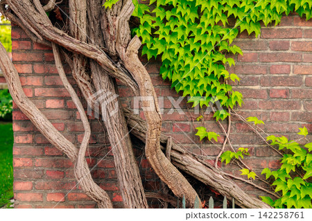 artistic garden plant in brick wall tree roots and leaves cottage core aesthetic background frame work pattern artistic garden plant in brick wall tree roots and leaves cottage core aesthetic background frame work pattern 142258761