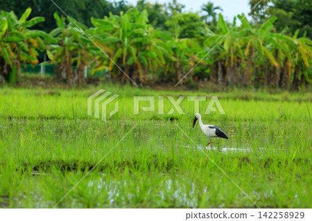 Asian Openbill Storks and White Egrets Foraging in Green Rice Paddy Field Asian Openbill Storks and White Egrets Foraging in Green Rice Paddy Field 142258929