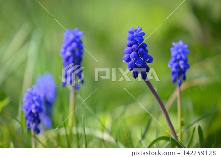Beautiful spring blue flower grape hyacinth with sun and green grass. Macro shot of the garden with a natural blurred background.(Muscari armeniacum) 142259128
