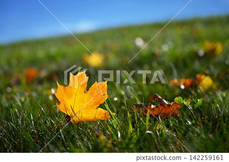 Beautiful autumn background. Colorful leaves on trees in fall time. Concept for nature and landscape. Beautiful autumn background. Colorful leaves on trees in fall time. Concept for nature and landscape. 142259161