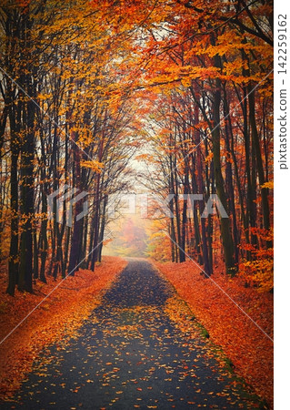 Beautiful colourful autumn landscape in the Czech Republic. Colorful trees in nature in autumn season. Seasonal concept for outdoor activities. Beautiful colourful autumn landscape in the Czech Republic. Colorful trees in nature in autumn season. Seasonal concept for outdoor activities. 142259162