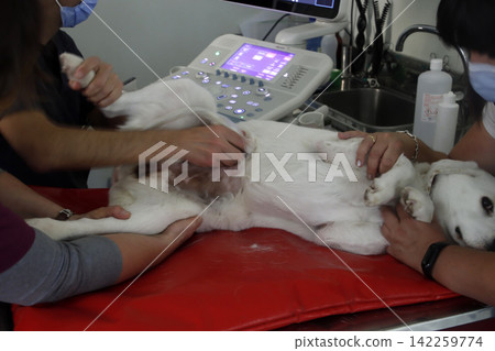 Dog at the vet Dog at the vet 142259774