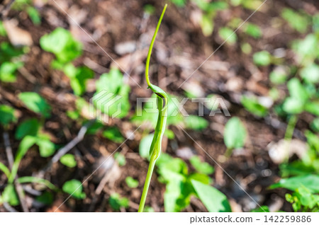 Arisaema heterophyllum growing by the roadside 142259886