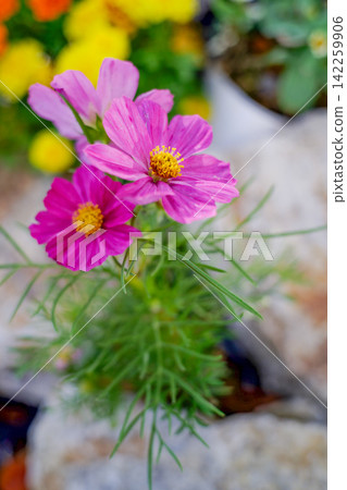 鮮豔的粉紅色波斯菊 鮮豔的粉紅色波斯菊 142259906