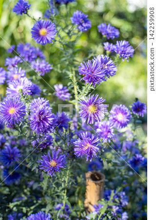 Blue-violet asters blooming in the autumn sunlight. Blue-violet asters blooming in the autumn sunlight. 142259908