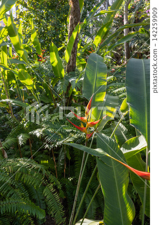 Heliconia, a tropical flower that shines in the sunlight. Heliconia, a tropical flower that shines in the sunlight. 142259909