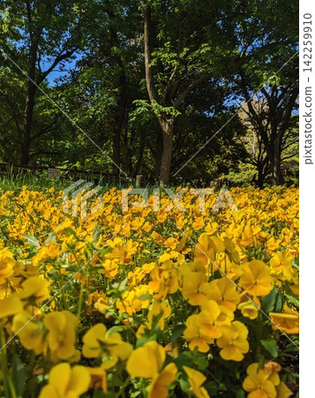 黃花 黃花 142259910