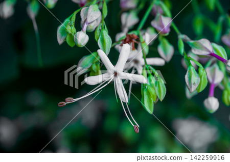 White flowers of Clerodendrum in full bloom White flowers of Clerodendrum in full bloom 142259916