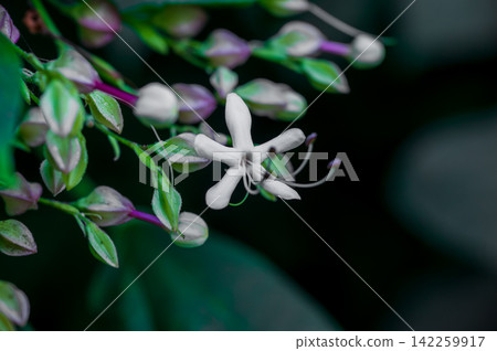 White flowers of Clerodendrum in full bloom White flowers of Clerodendrum in full bloom 142259917