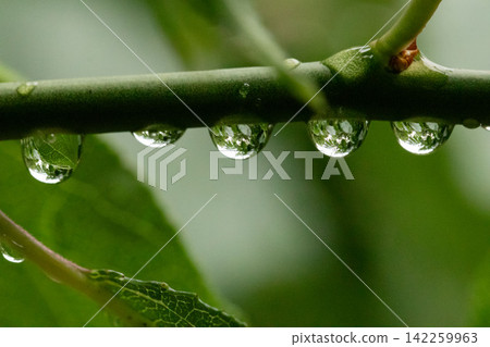 Raindrops glistening in a row on the branches after the rain. Raindrops glistening in a row on the branches after the rain. 142259963