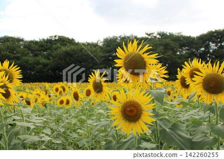 開花往太陽的向日葵 開花往太陽的向日葵 142260255