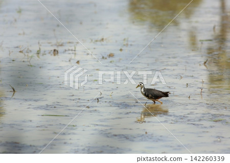 Great Myna Birds Foraging and Flying in Rice Field Agriculture Great Myna Birds Foraging and Flying in Rice Field Agriculture 142260339