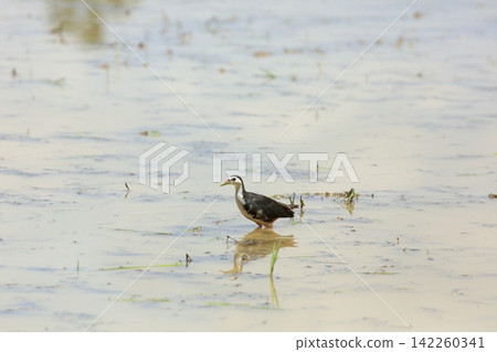 Great Myna Birds Foraging and Flying in Rice Field Agriculture Great Myna Birds Foraging and Flying in Rice Field Agriculture 142260341