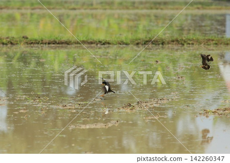Great Myna Birds Foraging and Flying in Rice Field Agriculture Great Myna Birds Foraging and Flying in Rice Field Agriculture 142260347