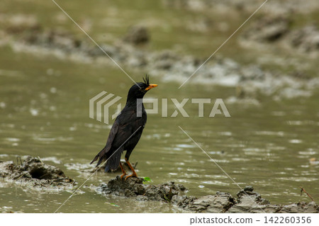 Great Myna Birds Foraging and Flying in Rice Field Agriculture Great Myna Birds Foraging and Flying in Rice Field Agriculture 142260356