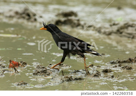 Great Myna Birds Foraging and Flying in Rice Field Agriculture Great Myna Birds Foraging and Flying in Rice Field Agriculture 142260358