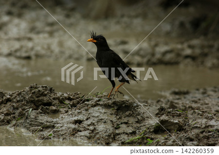 Great Myna Birds Foraging and Flying in Rice Field Agriculture Great Myna Birds Foraging and Flying in Rice Field Agriculture 142260359