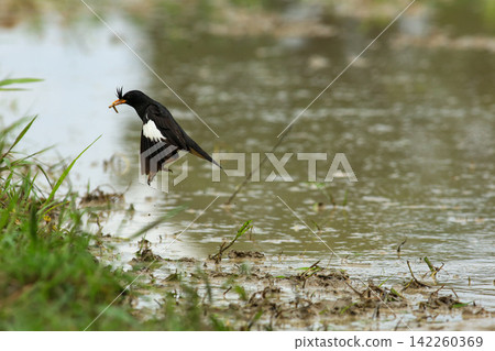 Great Myna Birds Foraging and Flying in Rice Field Agriculture Great Myna Birds Foraging and Flying in Rice Field Agriculture 142260369