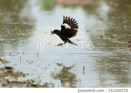 Great Myna Birds Foraging and Flying in Rice Field Agriculture Great Myna Birds Foraging and Flying in Rice Field Agriculture 142260370